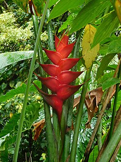 heliconia