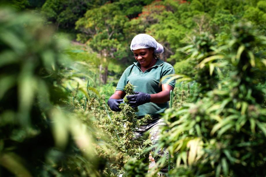 Cannabis Seed-To-Sale Tracking System Launched