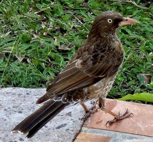 thrush